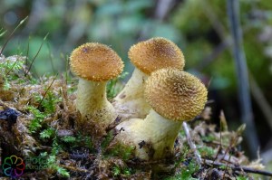 armillaria_lutea (6)